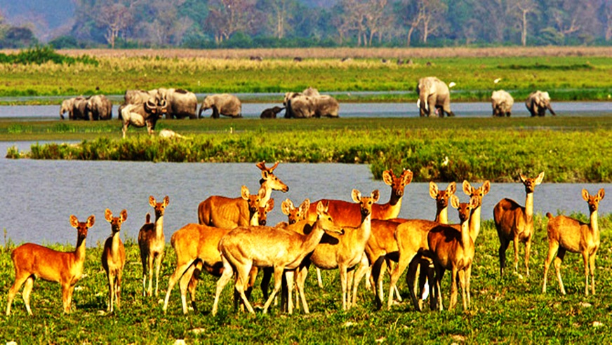 Delhi Jim Corbett Tour