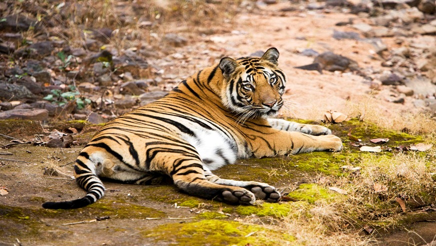 North India Wildlife Tour