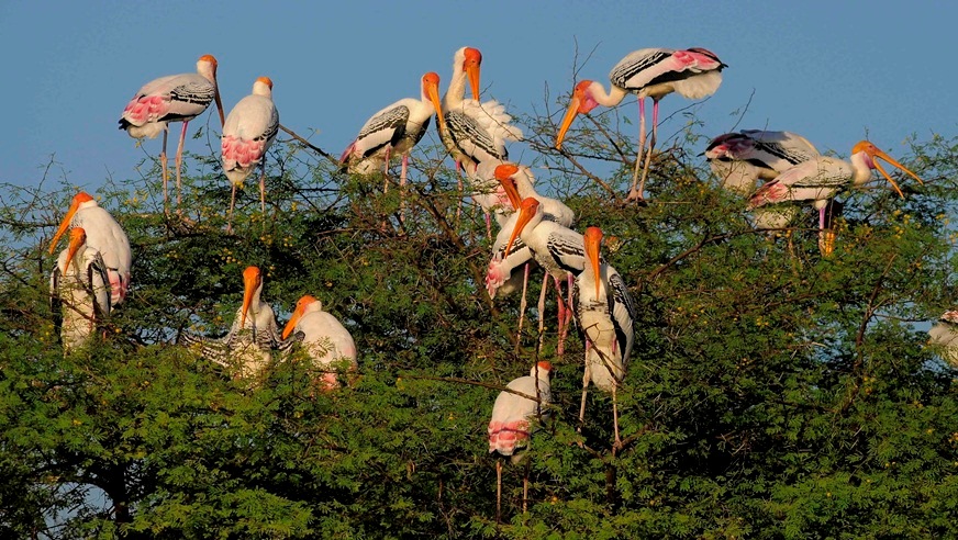 Bird Watching Tour