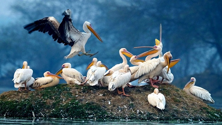 Bharatpur Weekend Tour