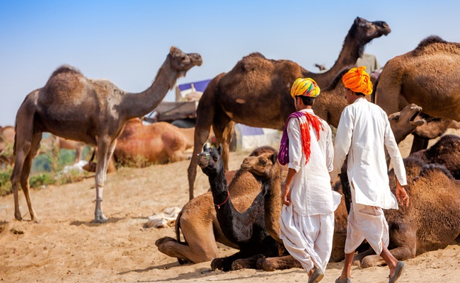 Pushkar Weekend Tour