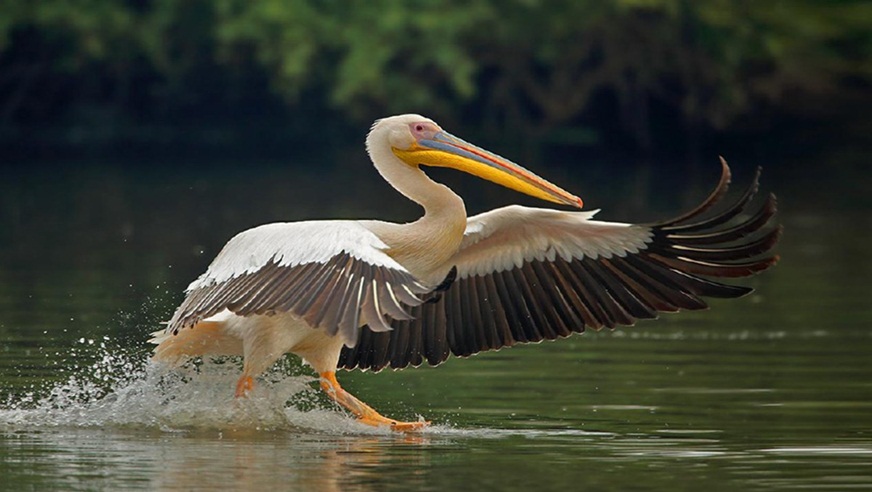 Bird Watching Tour