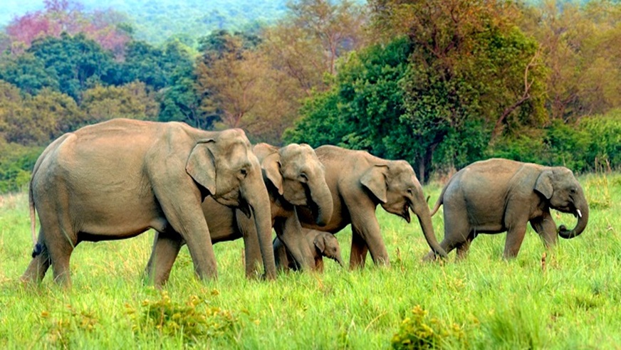 Jim Corbett With Nainital Tour