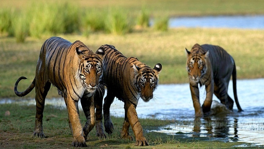 Rajasthan Wildlife Tour